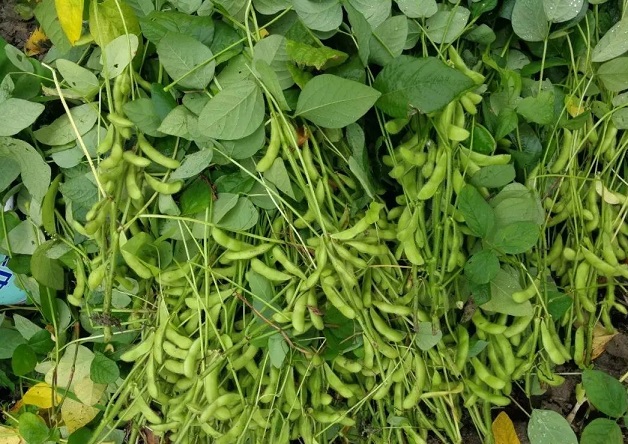 大豆能防止脂禿嗎？